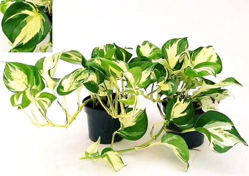 POWERS TO FLOWERS - EPIPREMNUM, SCANDENS, POTOS, MANJULA, VASO 12CM, 2 PIANTE piante vere