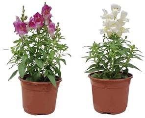 Pack de DOS Antirrhinum Majus Naturales la Flor Boca de Dragón que Transformará tu Jardín