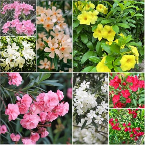 adelfa - semillas bonsái juntos ornamental resistente con para balcón adelfa resistentes para el jardín semillas pradera de jardín 25pcs