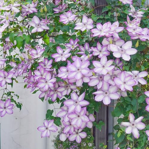 clematis winterhart - stauden mehrjährig exotische gartendeko für draußen balkon 5zwiebeln