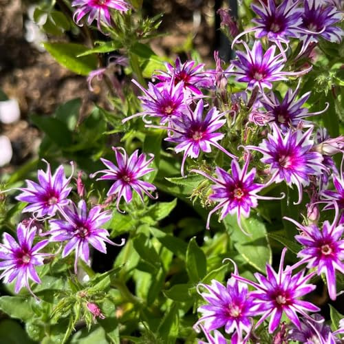 semi di phlox balcone con giardino sul balcone resistenti resistenti in vaso biologiche raro giardino roccioso decorazione del soggiorno 180pcs