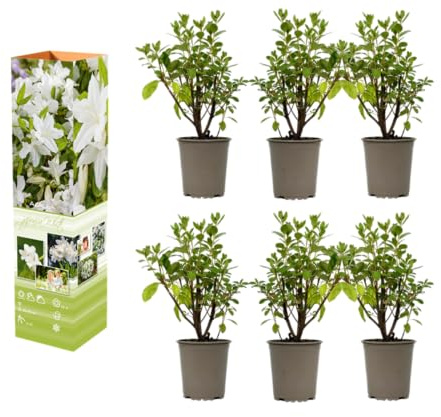 Azalea rododendro planta en maceta 20 – 38 cm en maceta de 9 cm, arbusto ornamental en flor, planta compacta con color intenso (6, blanco)