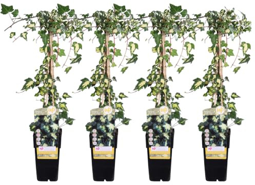 Edera Rampicante Hedera Helix Goldheart, Set da 4, Altezza 65cm, Vaso Ø15