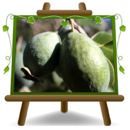 EURO PLANTS VIVAI Feijoa Mammouth - Plante fruitière Ancien en pot de 20 cm - Hauteur 100 cm - Âge 2 ans