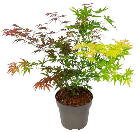 Plant in a Box - Acer palmatum 'Festival' - Japanische Ahorn Winterhart - Topf 19cm - Höhe 60-70cm