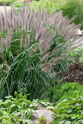 Lampenputzergras Pennisetum alopecuroides Moudry 80-100 cm winterhart | Sonniger Standort, dekorative Blütenähren, ideal für Garten und Terrasse, robuste Staude, herbstlicher Blickfang