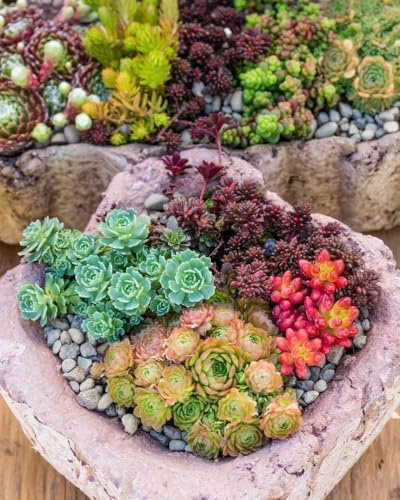 Sedum mélange, Orpin - vivace, couvre-sol