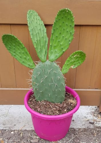 Opuntia lasiacantha 'Blanca Cristalina' / Nopal de Cerro/Conteneur de 5 à 6 litres/Cactus