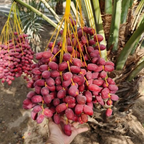 semillas de palmera datilera - decorativas interior balcón orgánicas variedades antiguas 120pcs