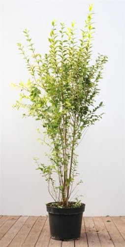 Ligustrum ovalifolium 'Aureum' 125–150 cm – Winterhart, Mehrjährig, Pflegeleicht – Goldliguster – Heckenpflanze für Garten & Sichtschutz