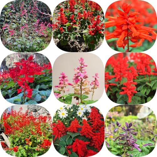 Semillas de salvia de fuego - exótico semillas silvestres resistentes mariposas Decoraciones jardín exteriores raras 650pcs