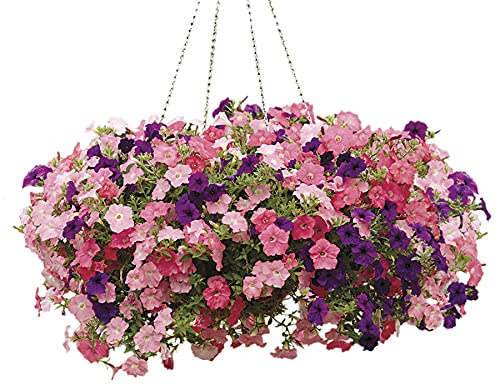 Park Seed Easy Wave Beachcomber Mix Petunia Seeds, Blend of Deep Blue, Rosy Pink, and Shell Pink Blooms, Spreading and Mounding Habit for Containers and Beds, Pack of 10