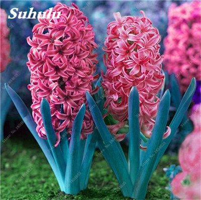 Graines de jacinthe Jardin Jacinthe Plantes vertes d'intérieur Plantes à fleurs Facile à cultiver DIY Jardin à domicile Plante en pot Lot de 100 graines