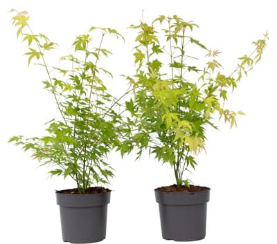 Plant in a Box - Érables du Japon - Set de 2 - Acer palmatum 'Orange Dream' - Hauteur 60-70cm - Pot 19cm - Plante d’extérieur - Vert - Orange
