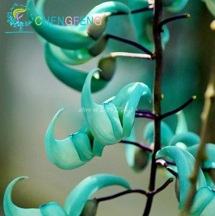 Graines De Fleurs De Vigne De Jade En Voie De Disparition Strongylodon Macrobotrys Graines De Fleurs Bleues Pour Le Jardin Potager