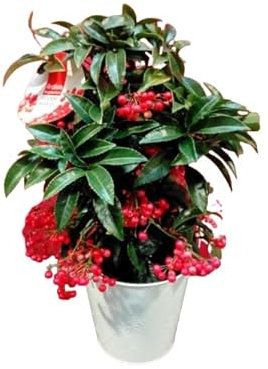 Ardisia Crenata Natural t4u Planta Navideña y Arbusto de Invierno