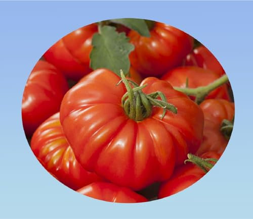 50 Graines de tomate 'Super Marmande' - Variété productive et rustique, savoureuse en salades ou farcie, facile à cultiver