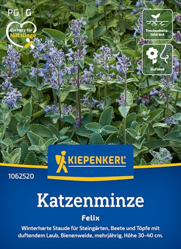 Kiepenkerl Katzenminzesamen Felix 1062520, Blumensaat | Beete und Töpfe mit duftendem Laub, Blumenwiese, Höhe 30-40 cm, kompakt, mehrjährig, für Beet & Kübel