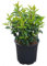 Prunus, Portugiesische Lorbeerkirsche, Angustifolia, immergrün, Zierstrauch, Heckenpflanze, pflegeleicht, winterhart, Gartenpflanze, dekorativ, schattentolerant