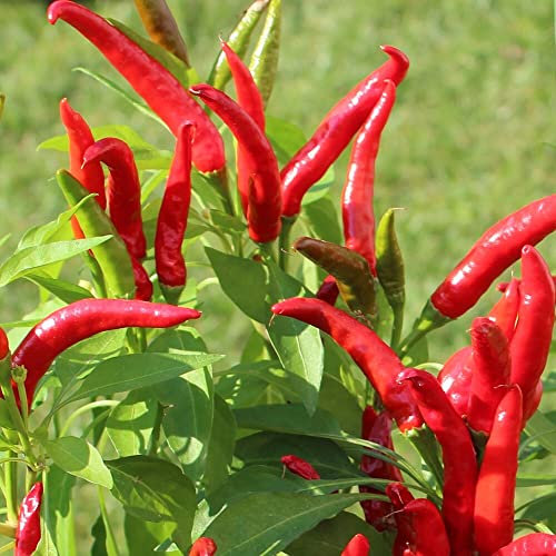 Bird's Eye Chili Samen für ca. 15 Pflanzen - afrikanischer Minichili