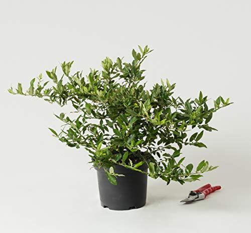 Feuerdorn Red Cushion - Pyracantha Red Cushion 30-40 cm hoch - Garten von Ehren