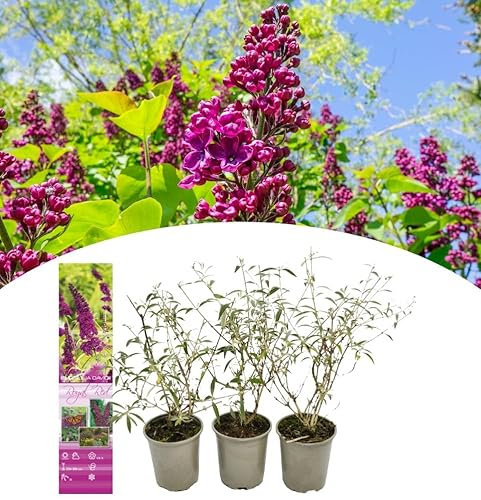 NatureNest, Schmetterlingsbusch, Buddelja (Davidii), Purple Rot, 3 Stücke, 30-38 cm, Gartenpflanzen, Sommerblüher