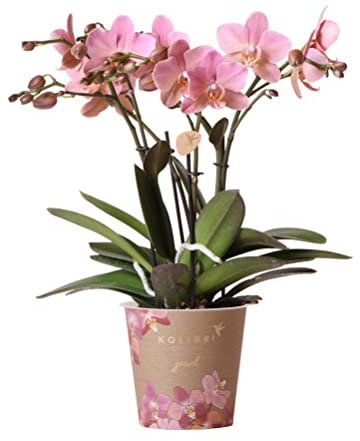 Kolibri Orchids | Altrosa Phalaenopsis Orchidee - Jewel Treviso - Topfgröße Ø12cm | blühende Zimmerpflanze - frisch vom Züchter