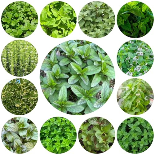 semillas de menta orgánica de jardín perennes y resistentes decorativas para cubrir el suelo 1200pcs