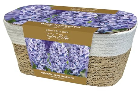 Taylors Bulbs AH71 Large Blue Hyacinth Basket