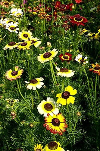 14000 Seeds of Chrysanthemum Carinatum Dunnetti Mixed