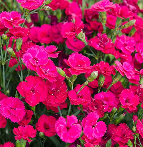 Federnelke Whatfield Magenta - Dianthus plumarius - lebende Gartenpflanze aus den Baumschulen