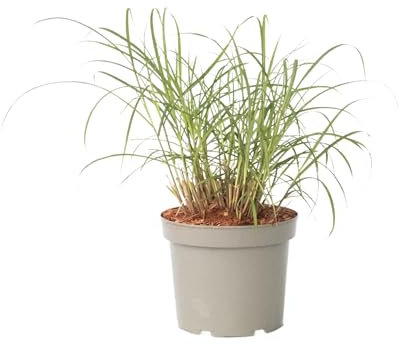 Plant in a Box - Miscanthus sinensis 'Red Chief' - Erba ornamentale - Vaso 23cm - Altezza 40-60cm
