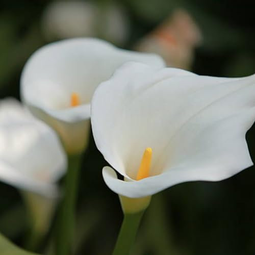 Calla Lily Bulbs-Calla Lily Plant Calla Lily Bulbs for Planting Now UK,Wedding Flowers,Plant Bulbs,Garden Flowers,Hardy Perennial-6bulbs-b