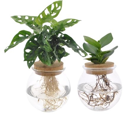 Zwiebelglas Duo Monstera Adansonii & Clusia | 2 Stk. - 30 cm - Ø12cm - Zimmerpflanze - Immergrün - Multideal