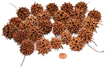 Frank NOVA Natürliche Amberbaumzapfen, Sweetgum Früchte für Herbstdekoration, Getrocknete Zapfen, Braun,