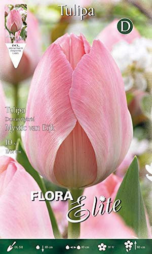 Portal Cool Bulbi Automne Darwin Hybride Tulip Mystic Van Eijk Pack de 10 Bu Bulbi
