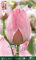 Portal Cool Bulbi Automne Darwin Hybride Tulip Mystic Van Eijk Pack de 10 Bu Bulbi