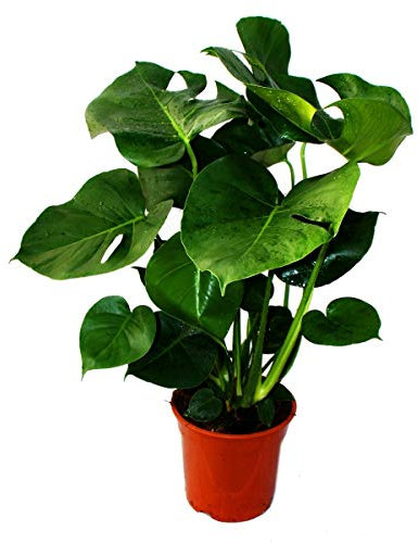 Exotenherz - Monstera deliciosa - Fensterblatt - 21cm Topf - ca. 50-60cm hoch