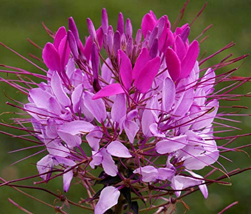 250 Cleome Hassleriana Violet Queen Seeds - Spider Plant Flower - 250 Seeds