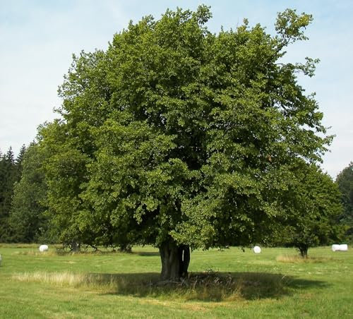 Hainbuche (Carpinus betulus) 1000 Samen (Heimischer Baum - Winterhart)
