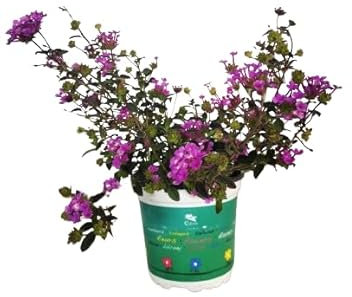 Lantana Montevidensis Natural Planta Tapizante de Exteriores