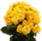 Ramo de ROSAS AMARILLAS Naturales con 25 Flores en Tonos Vibrantes Rosas Amarillas Frescas para Ocasiones Especiales