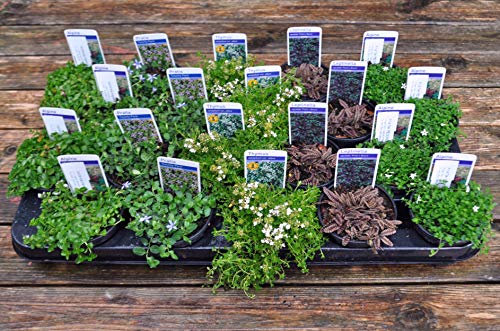 20 Alpine Plants in 9cm POTS for Cracks and Crevices in Sun or Part Shade - Creeping Rockery Plants eg Pratia, Veronica, Leptinella and Thymus Direct from Specialist Grower