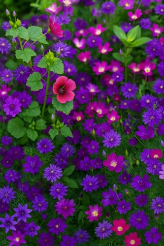 250 Graines de Fleurs Mélange de Nuances VIOLET VIOLETTE - Mélange de 12 Variétés MAUVE - Fleur Jardin - 378