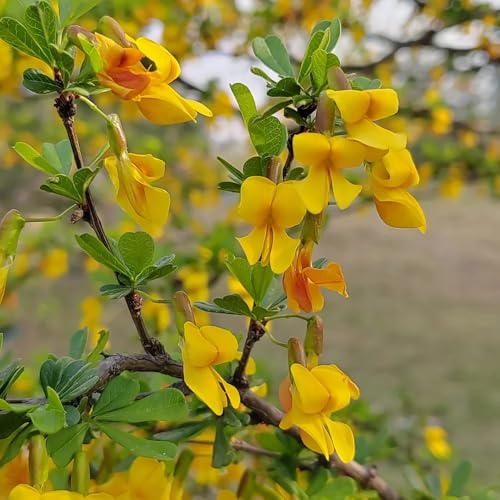 ginster schnittblumen, kletterpflanzen winterharte deko balkon für sonnige plätze 35samen