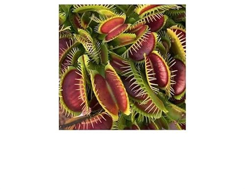 Stk - 3x Dionaea muscipula fine teeth red Venusfliegenfalle Pflanzen - Samen B2045 - Seeds & Plants Shop by Ipsa
