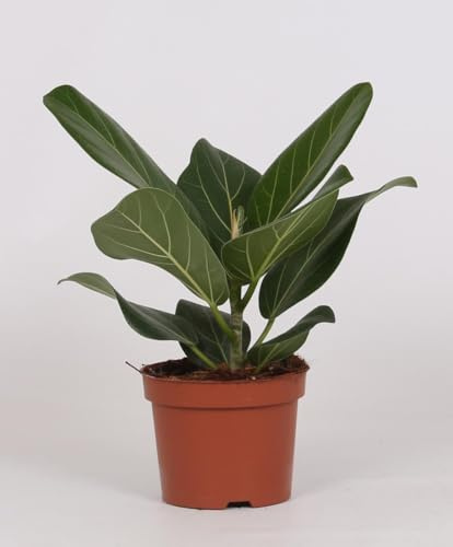 Ficus Bengalensis - 25cm - Ø12cm - Plante d'intérieur - Vert persistant