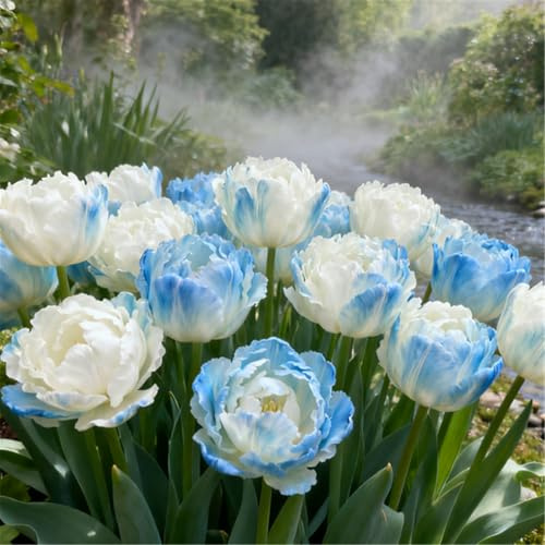 CUIKWA Gefüllte Tulpen/Balkon- und Kleingartendeko/Tulpen/Winterharte Sorten-6 PCS-A