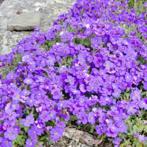 acquistare semi di cuscino blu, Aubrieta cultorum, semi farfalle autunnali copertura terreno 300pcs