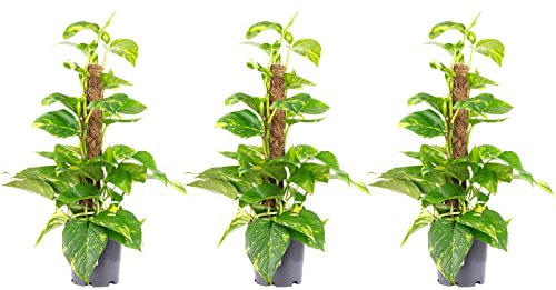 3er-Set Efeutute am Moosstab - echte Zimmerpflanze, Epipremnum aureum - Höhe ca. 50 cm, Topf-Ø 15 cm